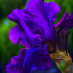 Purple Iris2
